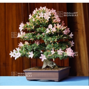 rhododendron-nikko-05060181