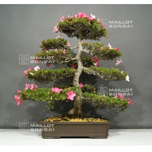 vendu-rhododendron-juko-ref-15060182