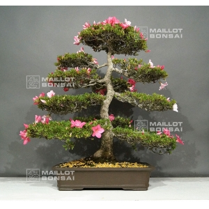 rhododendron juko ref 15060182