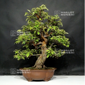 vendu-pseudo-cydonia-sinensis-ref-18060183