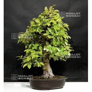 pseudo-cydonia-sinensis-ref-23110162