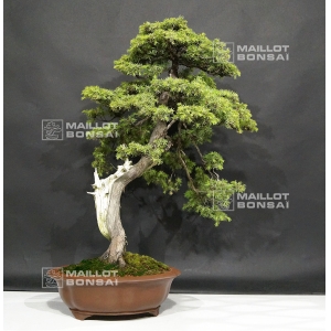 vendu-juniperus-rigida-ref-20060183