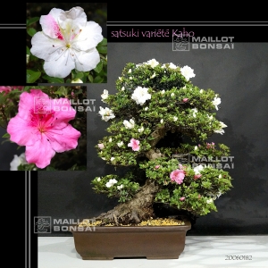 rhododendron-variete-kaho-20060182-promotion