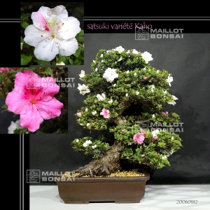 rhododendron variété kaho 20060182 PROMOTION
