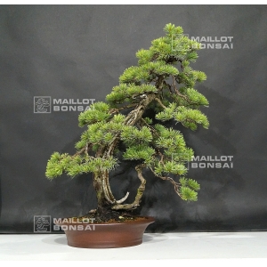 vendu-pinus-pentaphylla-20060181