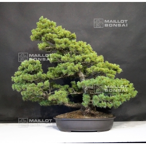 VENDU Pinus pentaphylla ref: 22060182