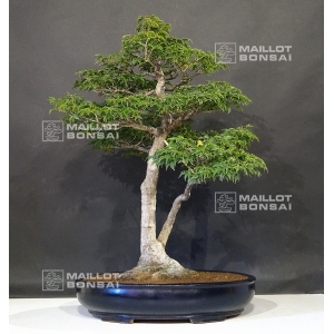 acer-palmatum-shishigashira-ref-22060183