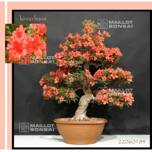 VENDU rhododendron kin no hana 22060184 PROMOTION