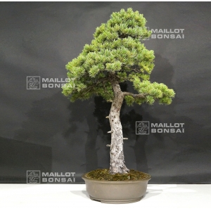 vendu-pinus-pentaphylla-ref-25060181