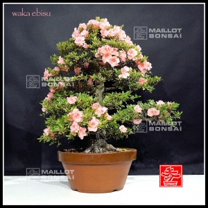 rhododendron waka ebisu 25060182 PROMOTION
