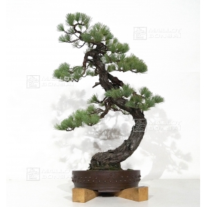 vendu-pinus-pentaphylla-ref-25060184