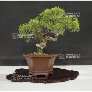 vendu-juniperus-chinensis-itoigawa-ref-25060185