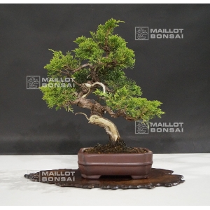 vendu-juniperus-chinensis-itoigawa-ref-25060186