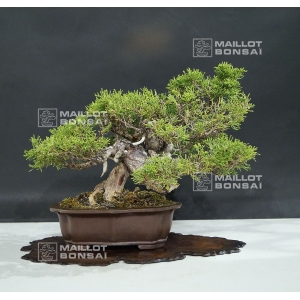 vendu-juniperus-chinensis-itoigawa-ref-25060187