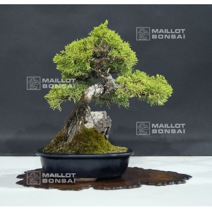 vendu-uniperus-chinensis-itoigawa-ref-25060188