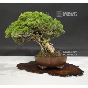 vendu-juniperus-chinensis-itoigawa-ref-25060189