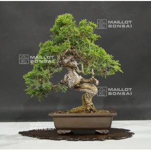 vendu-juniperus-chinensis-itoigawa-ref-250601810