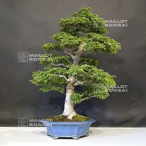 acer-palmatum-shishigashira-ref-27060181