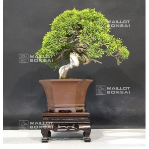 vendu-juniperus-chinensis-itoigawa-ref-27060183