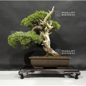 juniperus chinensis var itoigawa 27060184