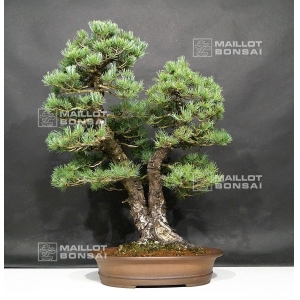 pinus-pentaphylla-ref-29060183