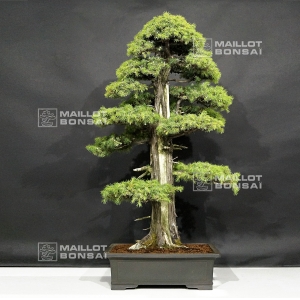 vendu-juniperus-rigida-ref-29060184