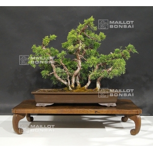 juniperus-chinensis-itoigawa-02070185