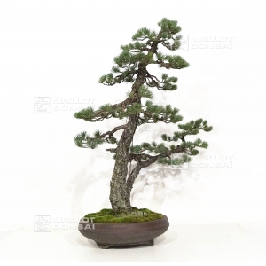 pinus-pentaphylla-du-japon-ref-06070182