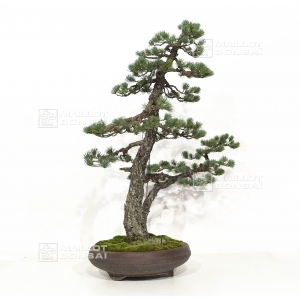 pt-pinus-pentaphylla-du-japon-ref-06070182