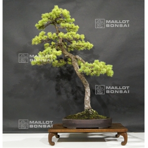 pinus-pentaphylla-6070184