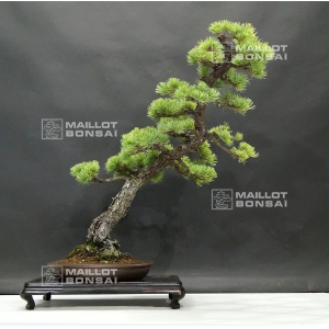 pinus-pentaphylla-6070186