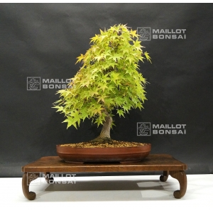 acer palmatum ref: 6070185