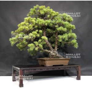 pinus-pentaphylla-ref-11070181