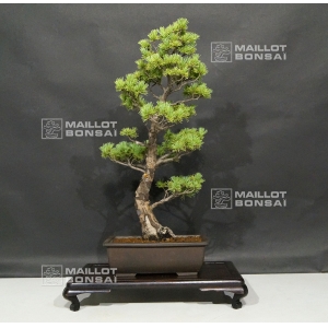 vendu Pinus pentaphylla ref:11070182