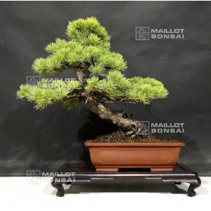 VENDU Pinus pentaphylla 11070183