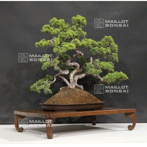 vendu-juniperus-chinensis-itoigawa-13070182
