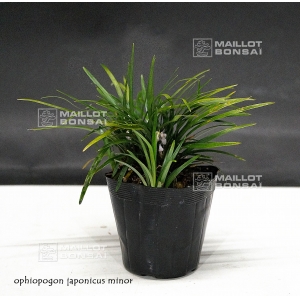 ophiopogon-japonicus-minor