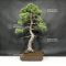 Pinus pentaphylla 25070181