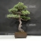 VENDU Pinus pentaphylla 25070183