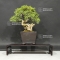 juniperus chinensis itoigawa ref: 30070184