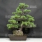 Pinus pentaphylla ref: 08080183