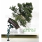 table-orientable-pour-bonsai