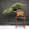 VENDU Pinus pentaphylla 29080181