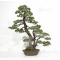 Pinus pentaphylla 29080182