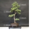 Pinus pentaphylla ref: 6070183