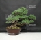 VENDU Pinus pentaphylla du Japon ref :11090182