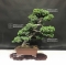 Juniperus procumbens.ref:17040182