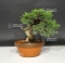 VENDU juniperus chinensis var : itoigawa ref: 0709