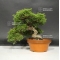 juniperus chinensis var : itoigawa ref: 07090185