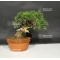 vendu juniperus chinensis var : itoigawa ref: 0709